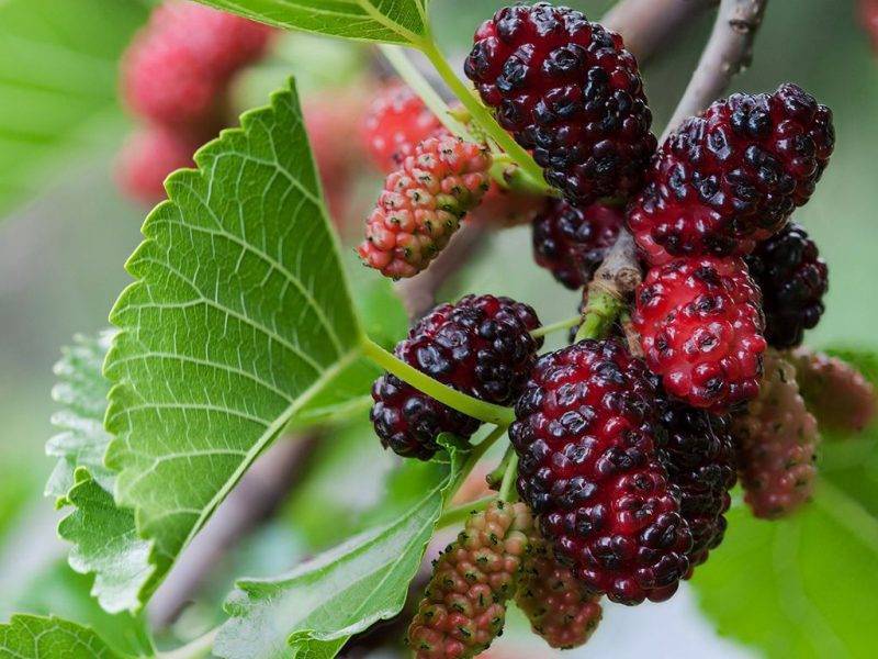 Шелковица купить саженцы из питомнике в Старом Осколе