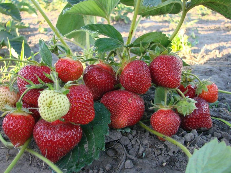 Клубника купить саженцы из питомника в Старом Осколе