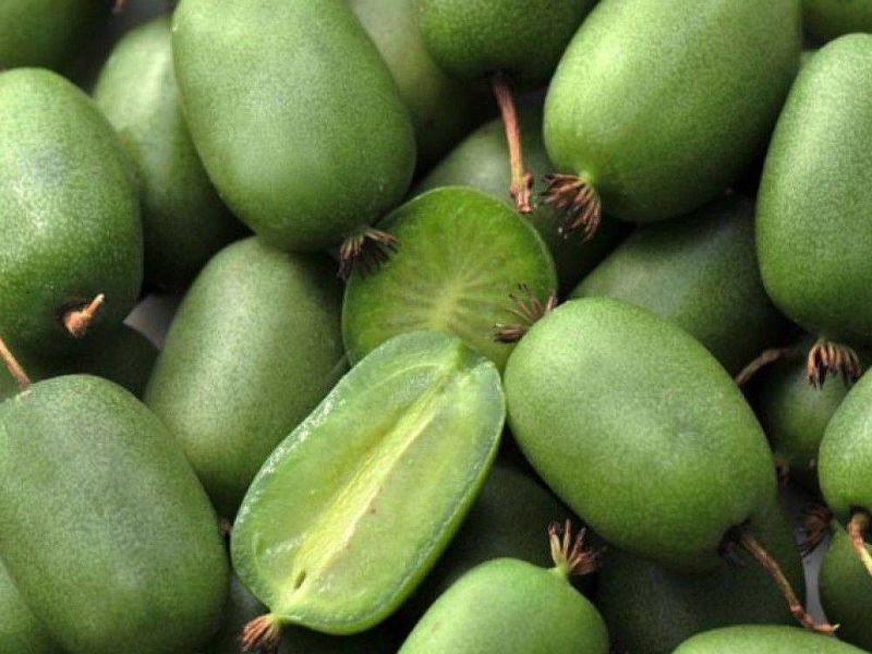 Актинидия купить саженцы из питомнике в Старом Осколе